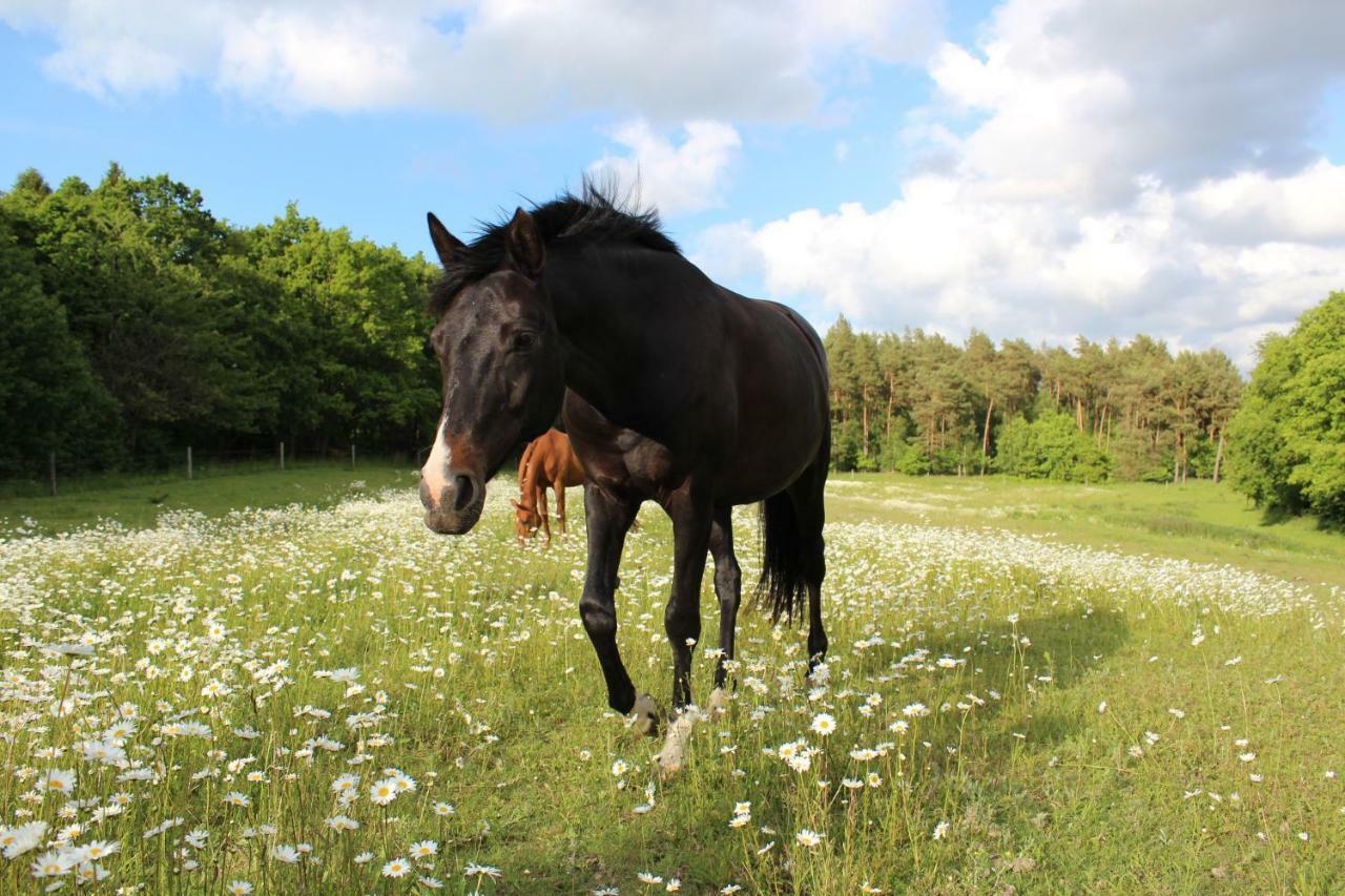Reitanlage Bei Altefähr Rambin